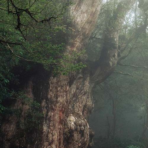 모두가 알면 유익한 임업후계자의 정부 지원금의 진실