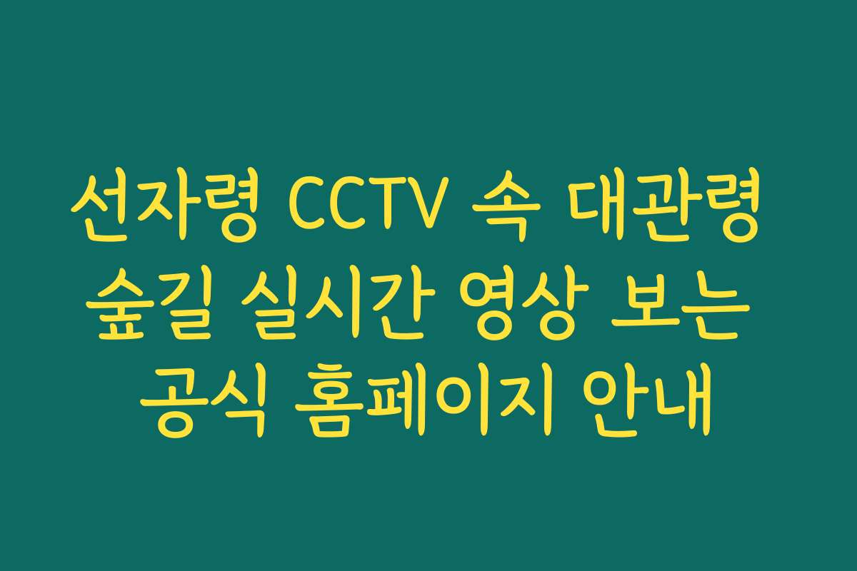 선자령 CCTV 속 대관령 숲길 실시간 영상 보는 공식 홈페이지 안내