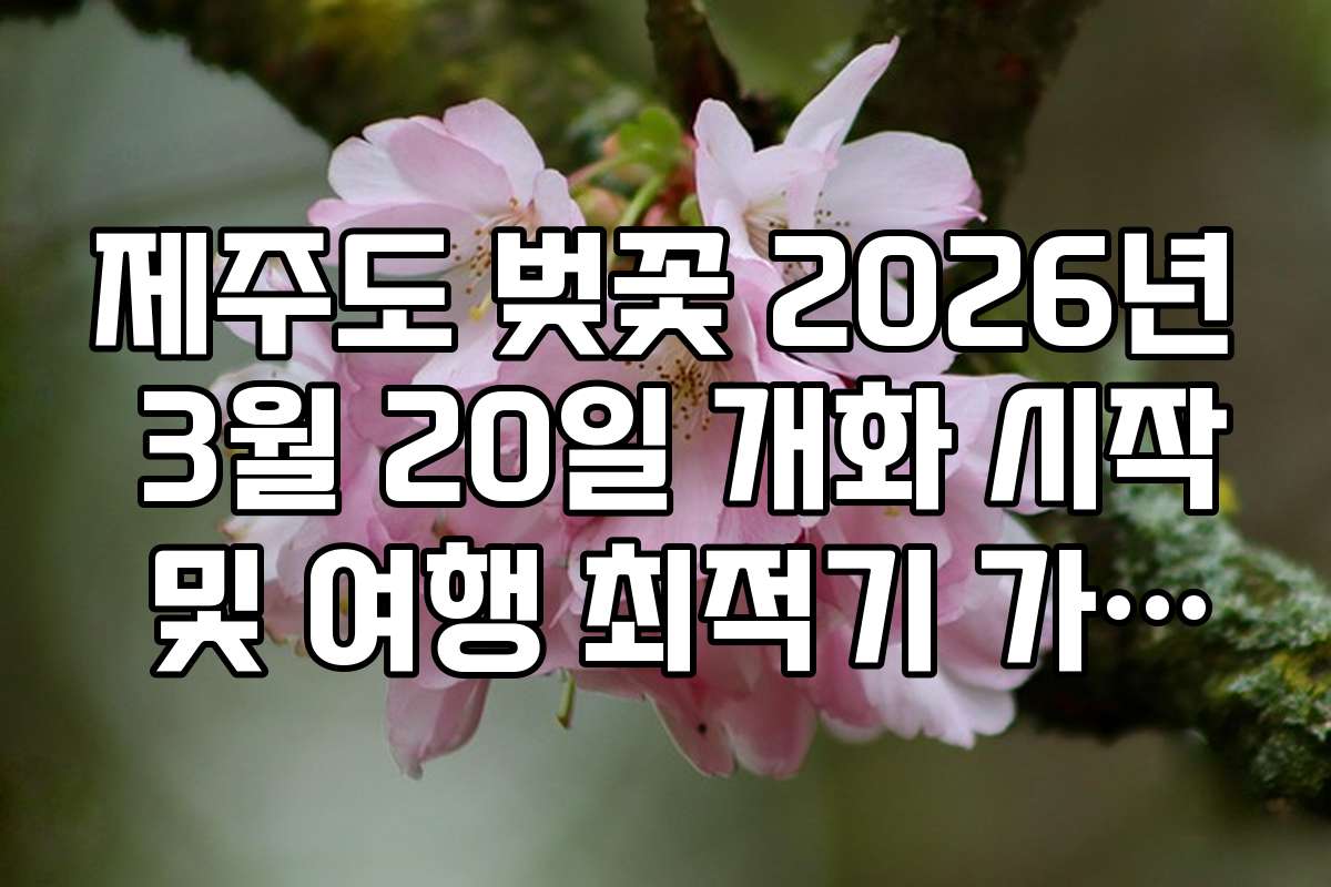 제주도 벚꽃 2026년 3월 20일 개화 시작 및 여행 최적기 가이드